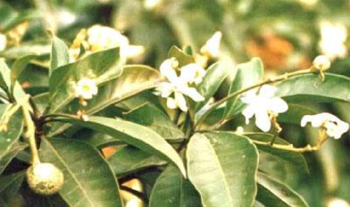 Voacanga: une plante africaine pour guérir les maladies d’Alzheimer et de Parkison ?